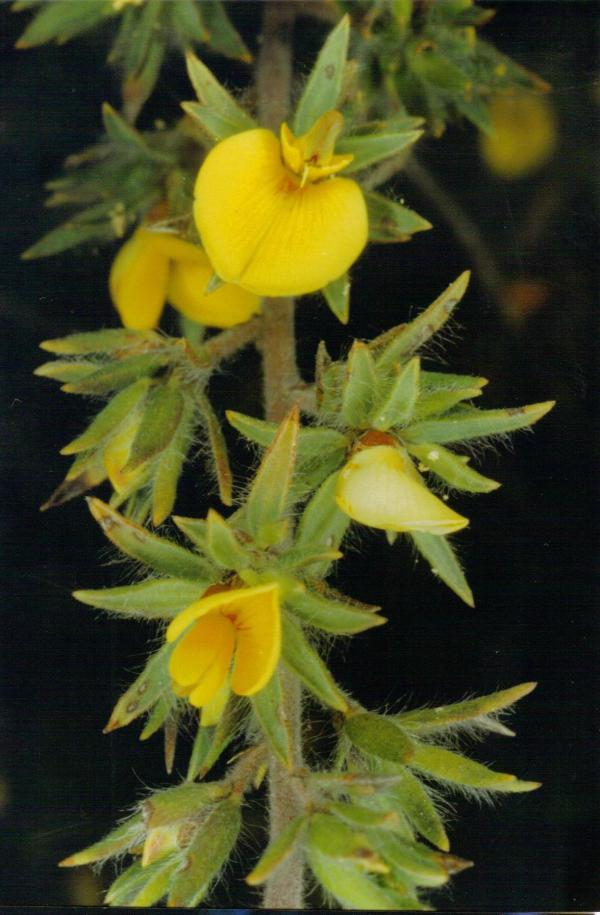 Pultenaea involucrata
